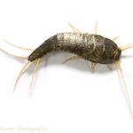 Silberfische