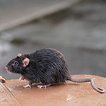 Ratten